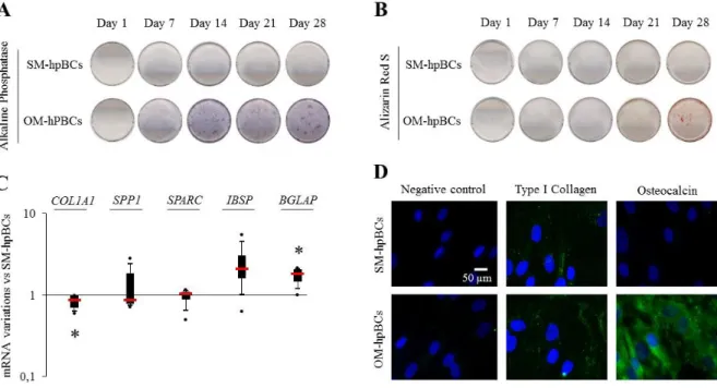 Figure 1: Osteogenic differentiation evidenced by (A) representative photographs of alkaline  phosphatase staining of SM and OM-hpBCs after 7, 14, 21 and 28 days of culture, (B) alizarin  red staining of SM and OM-hpBCs after 7, 14, 21 and 28 days of cultu