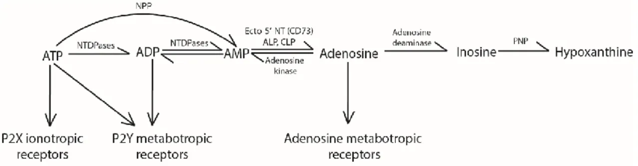 Figure 3: Extracellular metabolism of ATP and adenosine 