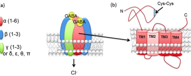 Figure 8: Structure of GABA A R 