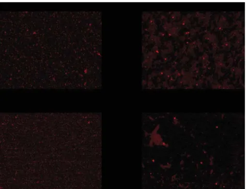 Fig. 3. Epiﬂuorescent microscopy pictures of the monospecies biocathodes. Monospecies biocathodes were formed in synthetic seawater after 7 days of polarization at ! 0.3 V/ECS in synthetic seawater (1st test in Table 1)
