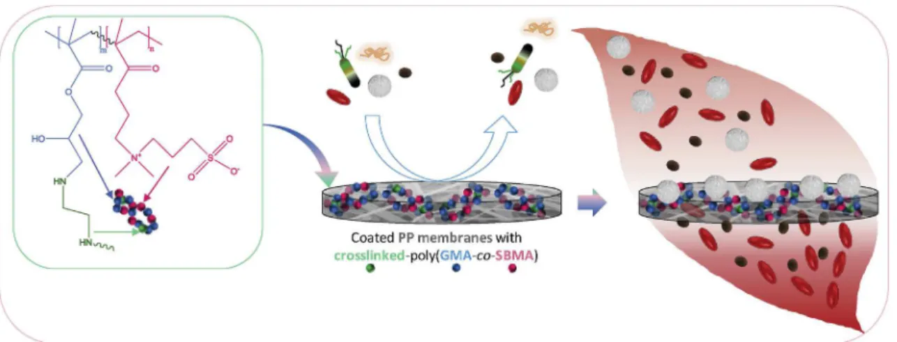 Fig. 1. Schematic presentation of the objectives of the work: to modify PP membranes with a crosslinked poly(GMA-co-SBMA) polymer, to evaluate the antifouling properties of the resulting membranes, and to apply the membranes in the development of hemocompa