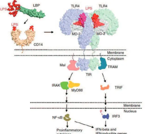 Figure 4. Signalisation du LPS après interaction avec le complexe TLR4-MD2   (Barochia et al