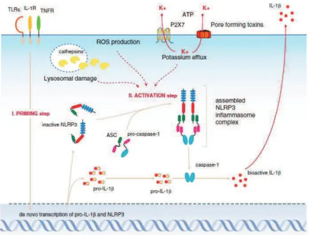 Figure 8. Activation de l’inflammasome NLRP3 par différents mécanismes   (Bauerfeind et al