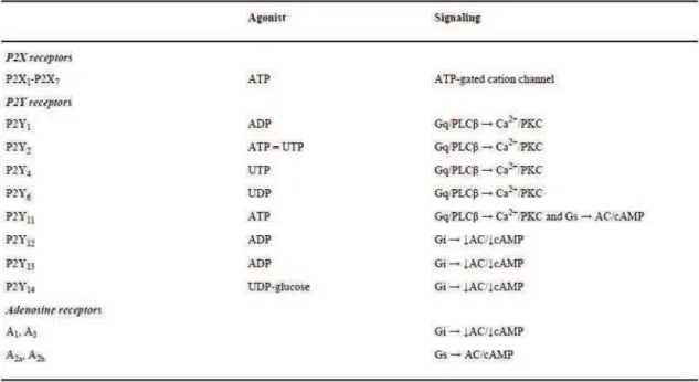 Tableau III : les récepteurs purinergiques, leurs agonistes et leurs signalisations  intracellulaires (Lazarowski et Boucher, 2009) 
