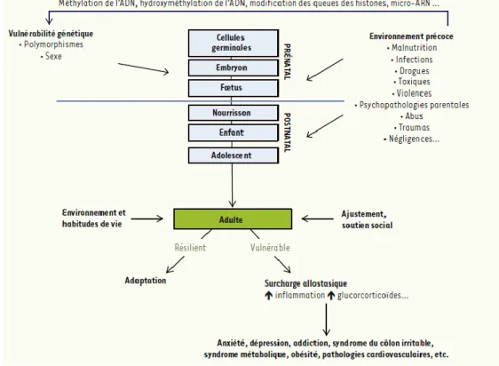 Figure 6 : Régulations épigénétiques précoces, surcharge allostatique et vulnérabilité à  l’âge adulte  (Rincel et al., 2016)  