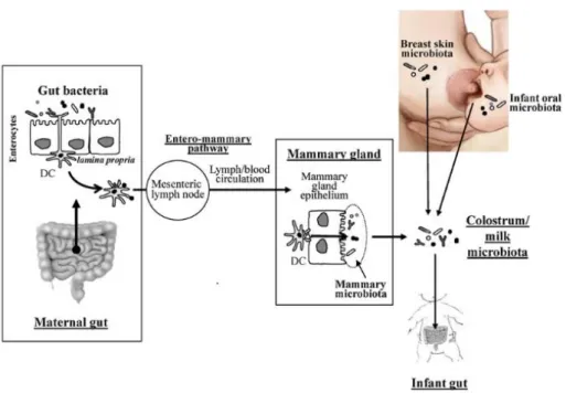 Figure 11 : Sources potentielles des bactéries présentes dans le colostrum et le lait  humain  (Fernández et al., 2013)