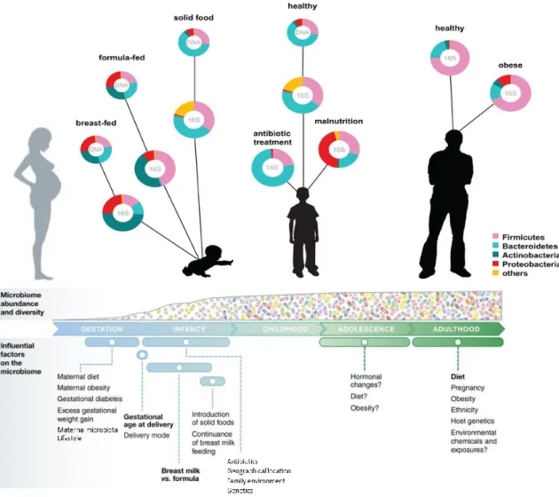 Figure  12 :  Modulation  du  microbiote  intestinal  de  l’Homme  au  cours  de  la  vie  et  des  perturbations  rencontrées  (adapté  de  Ottman  et  al.,  2012 ;  Rodriguez  et  al.,  2015  et  Aagaard et al., 2016) 