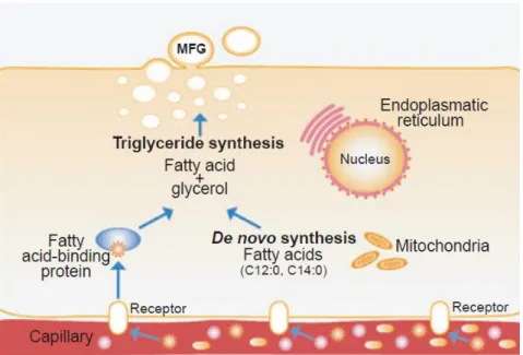 Figure 26 : Synthèse des lipides du lait maternel dans la cellule alvéolaire mammaire  (Koletzko et al., 2011)