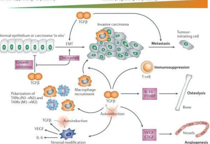 Figure 7:  Schéma de l’activité biphasique de la voie TGF  pendant la cancérogénèse: de la  suppression à la promotion de la tumeur