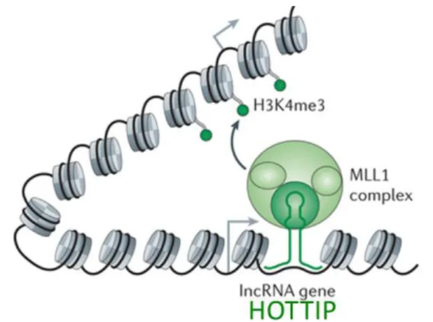 Figure  13 :  Schéma  du  mode  d'action  de  HOTAIR  sur  les  complexes  d'histone  PRC2  et  LSD1/coREST/REST
