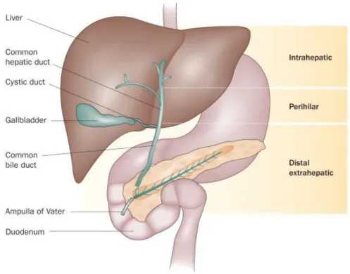 Figure 1: Classification anatomique des cholangiocarcinomes. Blechacz, Nat Rev Gastroenterol  Hepatol, 2011  2 