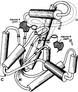 FIG.  1.  Schematic drawing of the three-dimensional struc-  ture of the ApsA complex of AKe based on  the model of AK1,  a  short version  of  adenylate  kinase