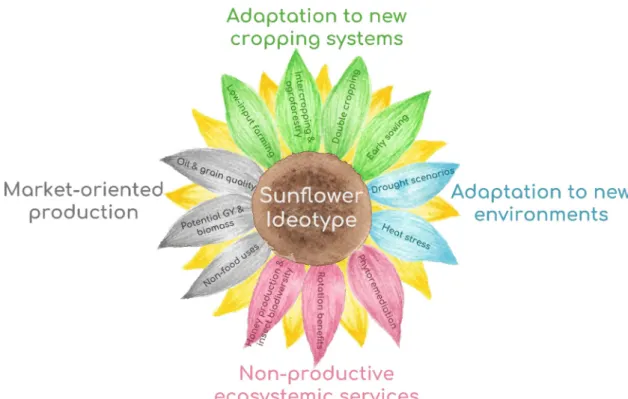 Fig. 1. Multicriteria design and evaluation of sun ﬂ ower ideotypes.