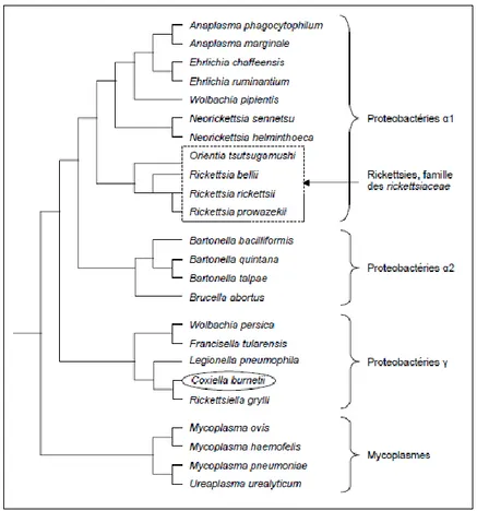 Figure 14. Arbre phylogénétique et situation de C. burnetii et des rickettsies. (Roux 1999)
