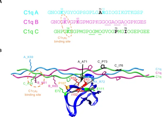 Figure 8. Model of LAIR-1 Ig-like domain in complex with a C1q collagen stem. (A) Sequences of  C1q A, B and C chains corresponding to the C1q collagen-like region shown in B