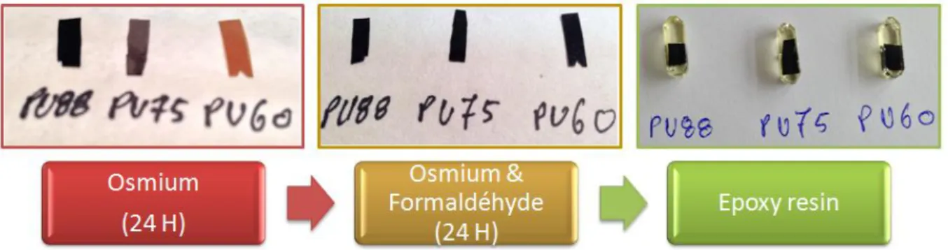Fig. 1 Double staining protocol of segmented pure polyurethane. 
