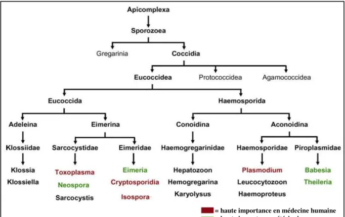 Figure 2 : Position taxonomique de Toxoplasma gondii. 