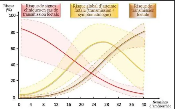 Figure 16 : Risques de contamination congénitale. 