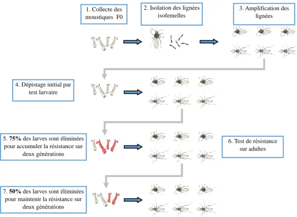 Figure 10. Schéma détaillé de production des lignées isofemelles. 