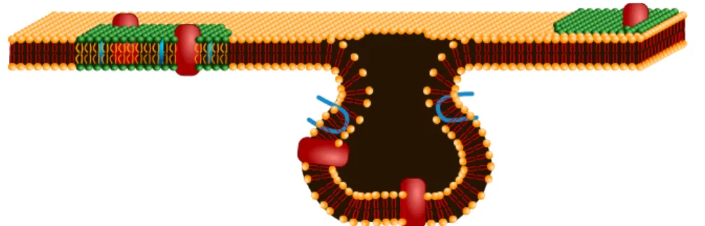 Figure I.3  Section of membrane showing lipid rafts and a caveola. Lipids forming a raft (in green, on the left) are dierent from the lipids forming the rest of the  mem-brane (in orange), and they notably include cholesterol (light blue) that increases th
