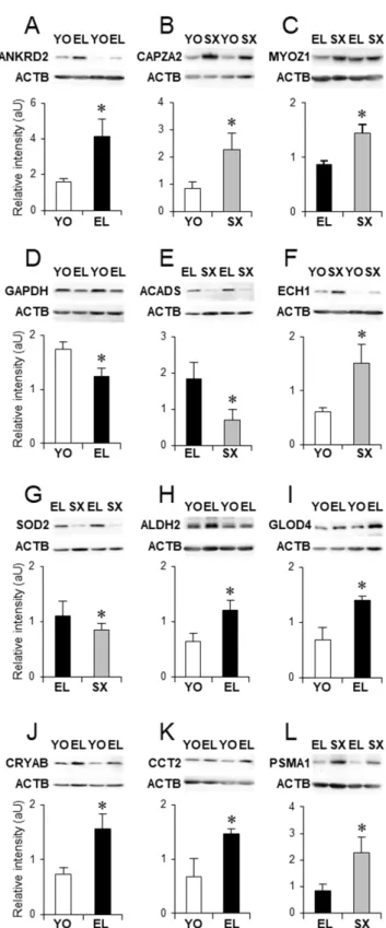 Figure 5. Proteins differentially expressed with healthy aging and metabolic syndrome in old men