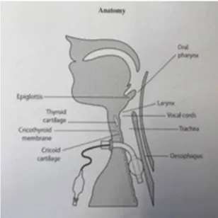 Figure 1 : anatomie trachéotomie 