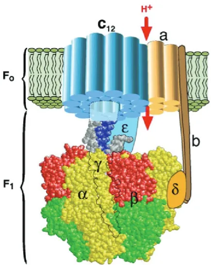Figure 9. Spatial representation of the mitochondrial F1Fo ATP synthase, its F1 and Fo  domains and their various subunits