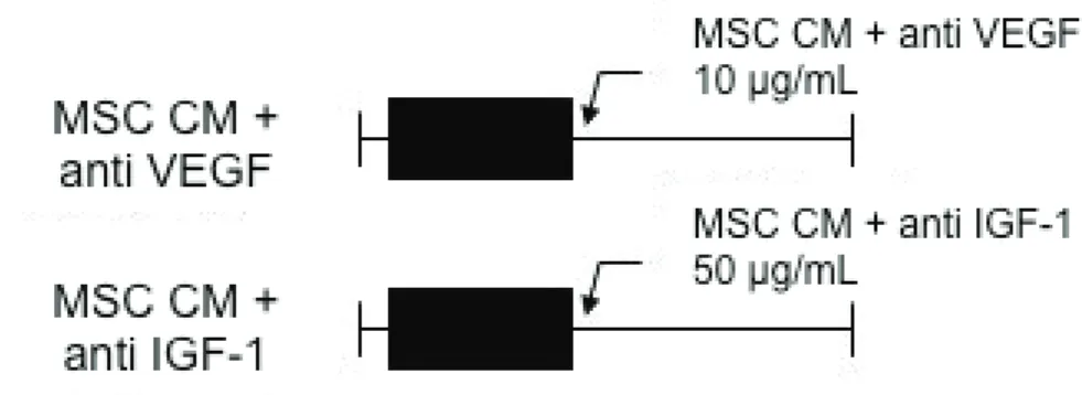 Figure 15. Last two groups of the simulated ischemia/reperfusion experiment (same  conditions as figure 13)