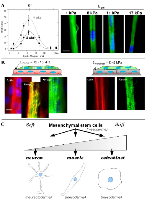 Figure 1.8 – La physique de l’environnement peut contrôler la différenciation cellulaire.