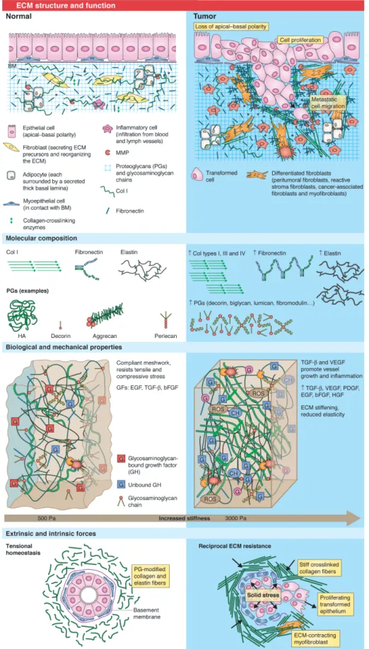 Figure 2.1 – La structure et la fonction de la matrice extracellulaire (ECM). — En condi- condi-tion physiologique (gauche) et en condicondi-tion pathologique tumorale (droite)