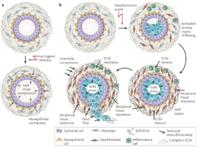 Figure 2.4 – Les modifications de la matrice extracellulaire du sein. — En condition physio- physio-logique : la lactogenèse (a) et en condition pathophysio-logique : la cancérogenèse (b)