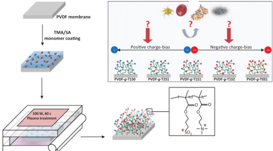 Fig. 1. Scheme of research concept of this investigation. Virgin PVDF membranes are coated with TMA and SA monomers, before undergoing plasma polymerization