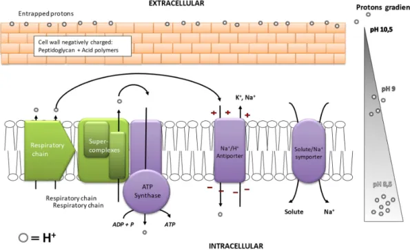 Figure 6. Protective mechanisms of Bacillus sp. cultivated at pH 10.5, adapted from after [111,117]