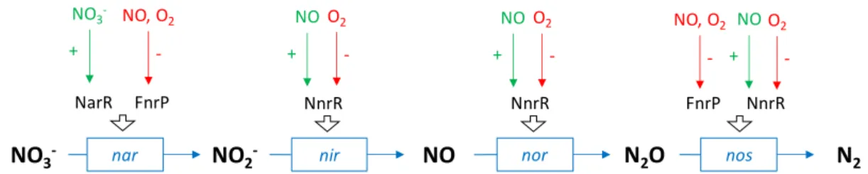 Figure 3. Schematic representation of the transcriptional regulation of the expression of genes 