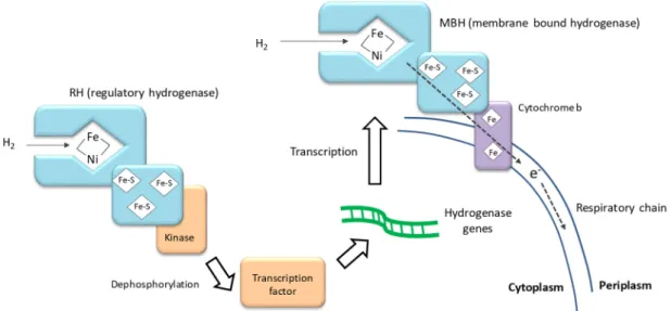 Figure 5. The regulatory [NiFe] hydrogenase and membrane-bound [NiFe] hydrogenase in Ralstonia 