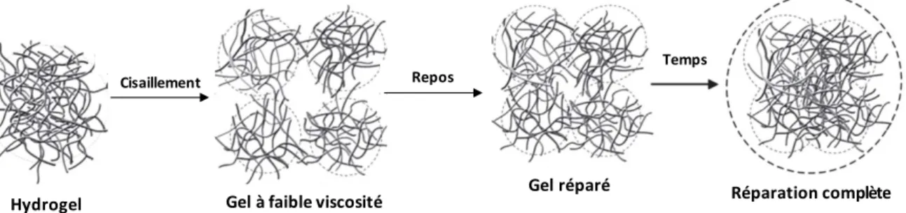 Figure  19.  Schéma  de  l'évolution  de  la  structure  du  réseau  polymère  pendant  le  cisaillement  (destruction du réseau) et le repos (réparation du réseau) (135) 