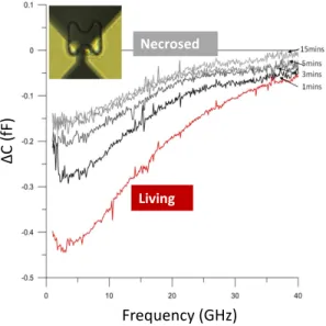Fig. 5.  Capacitive contrast variation versus time of a single RF lymphoma  cell in its culture medium and then submitted to 2% of methanol 