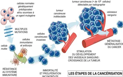 Figure  1 :  Processus  de  cancérisation :  Les  cellules  saines  acquièrent  des  mutations  devenant  résistantes  au  système  immunitaire