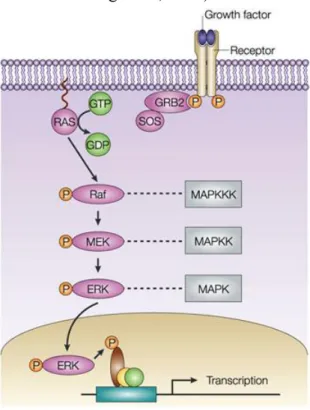 Figure 5 : La voie Ras/Raf/MERK/ERK : Un facteur  de croissance se fixe sur le récepteur tyrosine kinase  qui phosphoryle la protéine adaptative Grb2 liée à la  protéine  adaptative  SOS