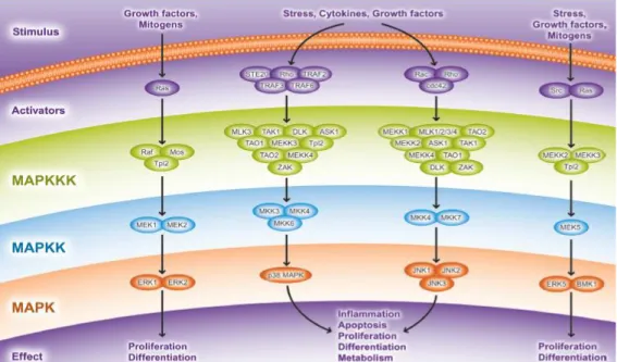 Figure 6 : Les différentes voies MAPK Kinase : Les facteurs de croissance et les mitogènes activent la  voie Ras/Raf/MEK/ERK induisant la prolifération et la différenciation