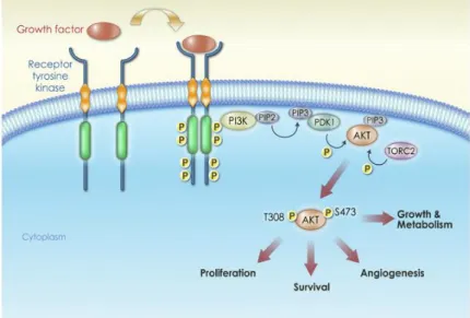 Figure 7 : La voie PI3K/AKT : Le  récepteur  tyrosine  kinase  active  PI3K  qui  phosphoryle  PIP2  donnant  PIP3