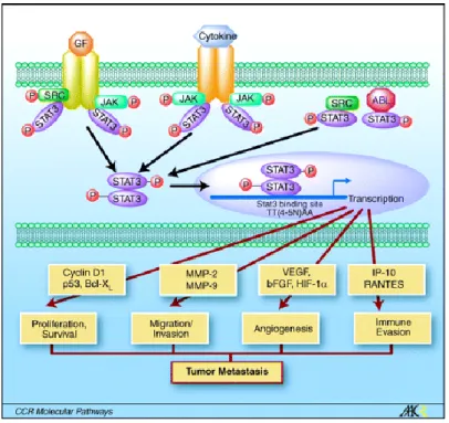 Figure 8 :  La voie JAK/STAT : Après  fixation  de  cytokines,  le  récepteur  de  tyrosine  kinase  phosphoryle  JAK  qui  est  alors  activé