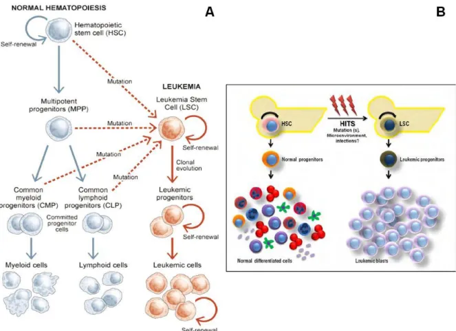Figure 17 : Le passage des cellules souches hématopoïétiques en cellules souches leucémiques : (A)  L’acquisition de mutations dans les cellules souches hématopoïétiques, les progéniteurs multipotents,  les cellules progénitrices myéloïdes, les cellules pr