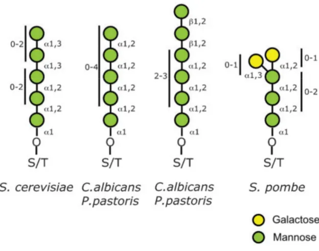 Figure  8 : Représentation schématique de la diversité des O-glycanes rencontrés chez différentes espèces de  levure (adapté de Lommel &amp; Strahl 2009)