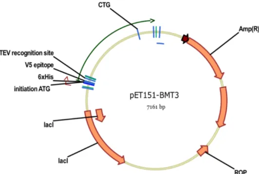 Figure 20 : Représentation du gène BMT3 inséré dans le vecteur pET151/D-TOPO pour son expression dans la  souche SHuffle d’E