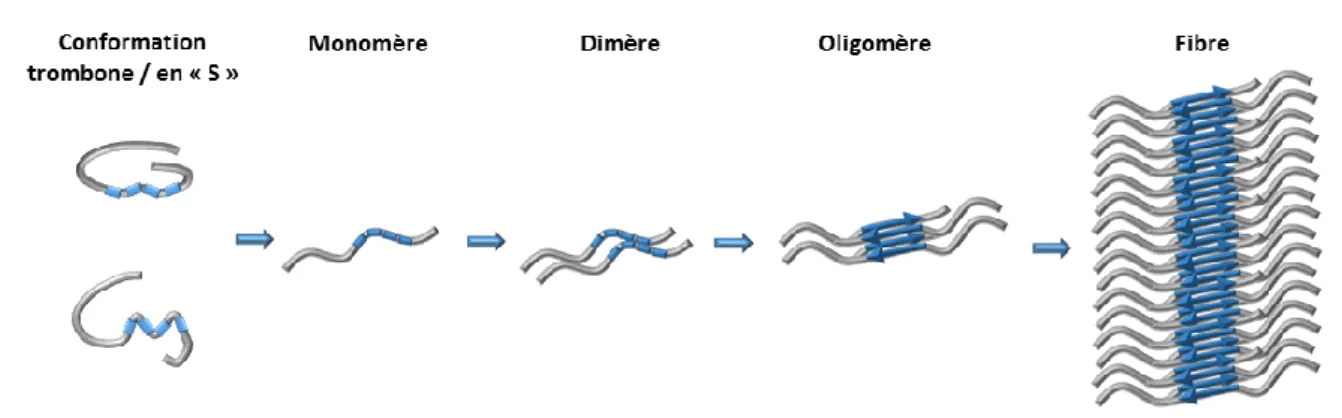 Figure 15  – Modèle de fibrillogénèse de la protéine Tau.  Au cours de la pathologie, sous  l’effet  d’un  inducteur,  le  monomère  de  protéine  Tau  va  perdre  sa  conformation  en  S  ou  en  trombone,  démasquant  ainsi  les  motifs  VQIINK  et  VQIV