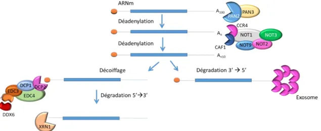 Figure 25 – La déadénylation : voie majeure de la dégradation des ARNm. Cette voie de  dégradation  est  dépendante  des  complexes  de  déadénylation