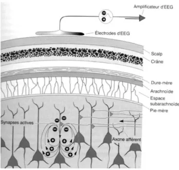 Figure 8 : Principe de l’enregistrement EEG (Bear, Connors et Paradiso, 2007) 