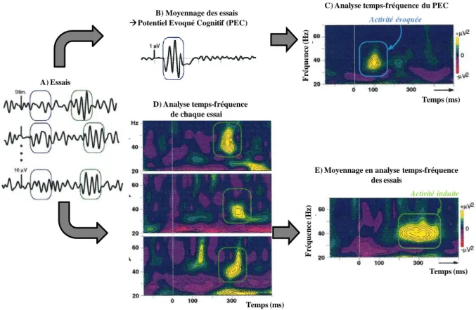 Figure 12 : Etapes de traitement du signal EEG pour l’obtention   des réponses évoquées et induites (adaptée de Tallon-Baudry et Bertrand, 1999) 