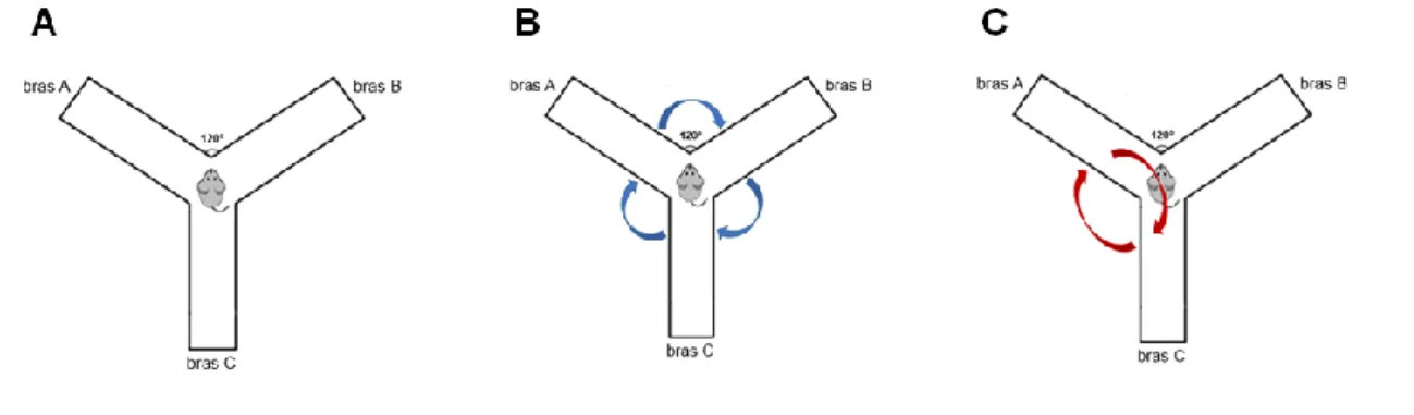 Figure 18: Représentation du labyrinthe en Y utilisé pour le test d'alternance spontanée